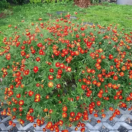 Dr. Cabral Barreto Ponta do Sol (Madeira)