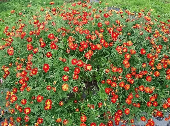 Dr. Cabral Barreto Ponta do Sol (Madeira)